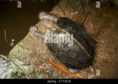 Giant Asian Pond Turtle (Heosemys grandis), Singapore Zoo, Asia Stock Photo