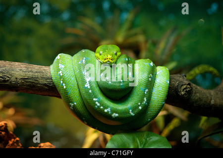 Green Tree Python (Morelia viridis) coiled around a branch, Singapore Zoo, Asia Stock Photo