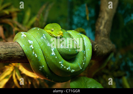 Green Tree Python (Morelia viridis) coiled around a branch, Singapore Zoo, Asia Stock Photo