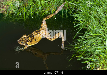 Common Frog Rana temporaria leaping into pond UK Stock Photo