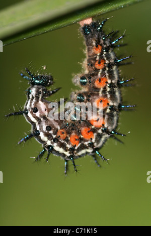 Autumn Leaf Butterfly caterpillar (A.k.a. Australian Leafwing) Doleschallia bisaltide about to turn into chrysalis. Kalibaru, Java, Indonesia Stock Photo