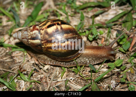 Giant African Land Snail Achatina fulica Stock Photo