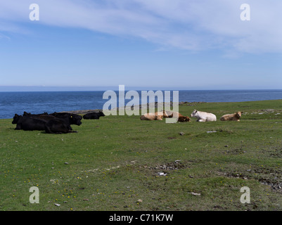 dh Mull Head PAPA WESTRAY ORKNEY Cattle sitting on seacliff grassland pasture livestock herd beef uk cows Stock Photo