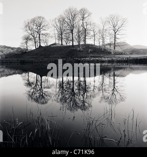A graphic depiction of trees reflected in the still waters of a river - the lake district national park. Stock Photo