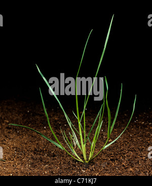 Silky bent (Apera spica-venti) young tillering plant Stock Photo
