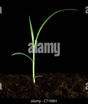 Giant foxtail (Setaria faberi) seedling grass weed Stock Photo