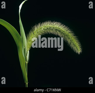 Giant foxtail (Setaria faberi) drooping flower spike Stock Photo