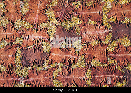 Skins drying at the tanneries in Fes, Morocco, North Africa Stock Photo