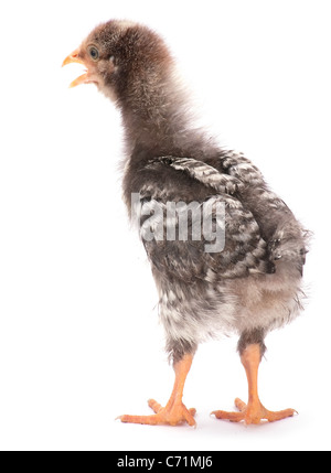 Chicken isolated on white with background Stock Photo - Alamy