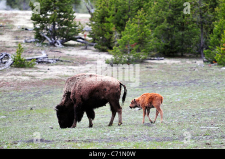 A baby buffalo follows its mother in Yellowstone National Park, Wyoming. Stock Photo