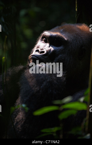 Gorilla leader- Silverback - adult male of a gorilla.Western Lowland Gorilla. Stock Photo