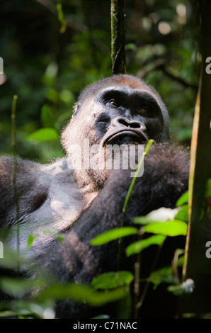 Silverback - adult male of a gorilla.Western Lowland Gorilla. Stock Photo
