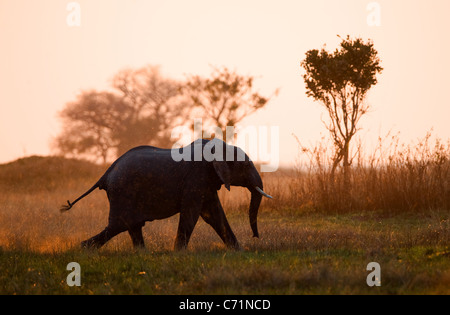 Running on a sunset. An elephant running in beams of the sunset sun. Savanna. The coming sun. Stock Photo