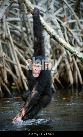 The kid of a chimpanzee hangs on a branch and plays with water, splashing on the parties. Stock Photo