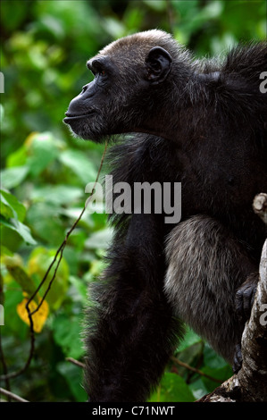 Portrait of the adult male of a chimpanzee. Stock Photo