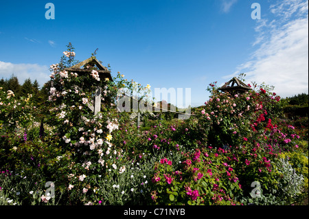 The Shrub Rose Garden in June, RHS Rosemoor, Devon, England, United Kingdom Stock Photo