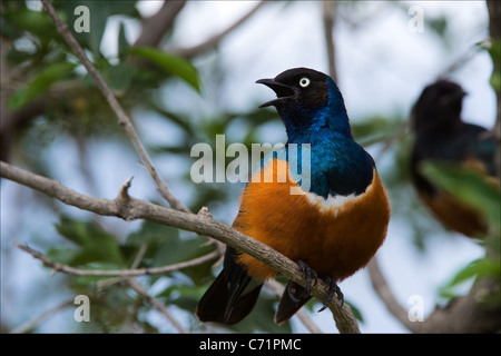 Superb Starling Stock Photo