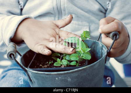 Child touching soil of mint plant, mid section Stock Photo