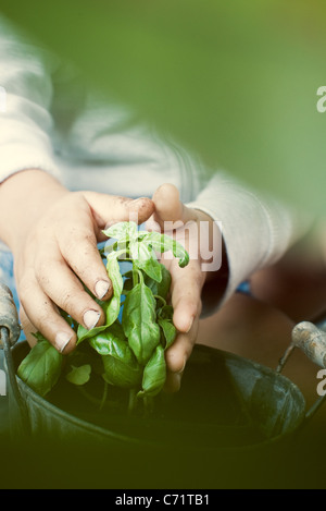 Child touching basil plant, cropped Stock Photo