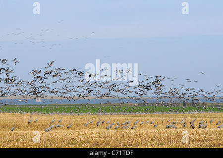 Common or Eurasian crane (Grus grus) dense flock in flight over maize stubble field near Baltic Sea shore, Hohendorf, Germany.