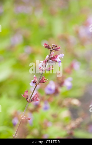 Sage, Salvia officinalis ‘Extrakta’, in flower Stock Photo