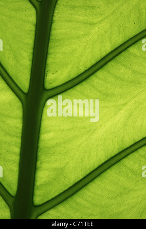 bright tropical green elephant ear leaf detail Stock Photo