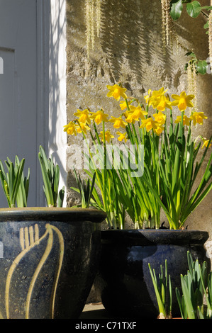 Flowering and unopened Daffodils (Narcissus sp.) in flowerpots by cottage door, Wiltshire, UK, April. Stock Photo