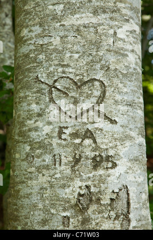 Love heart carved on tree Stock Photo