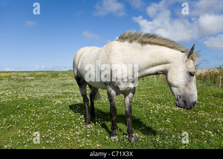 Connemara dapple grey pony seen here grazing on lush grass in Norfolk UK. Blue sky sunny & sharp images. Stock Photo