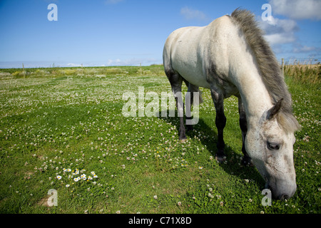 Connemara dapple grey pony seen here grazing on lush grass in Norfolk UK. Blue sky sunny & sharp images. Stock Photo