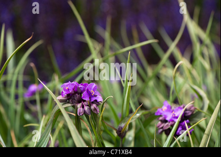 Tradescantia (Andersoniana Group) ‘Concord Grape’ in flower Stock Photo