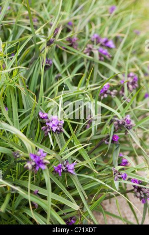 Tradescantia (Andersoniana Group) ‘Concord Grape’ in flower Stock Photo