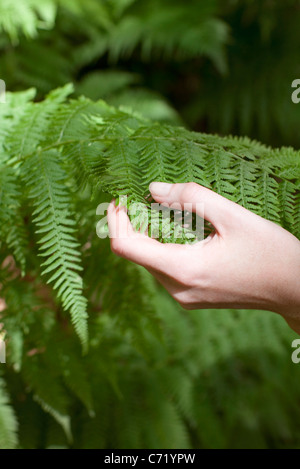 Hand touching fern frond Stock Photo