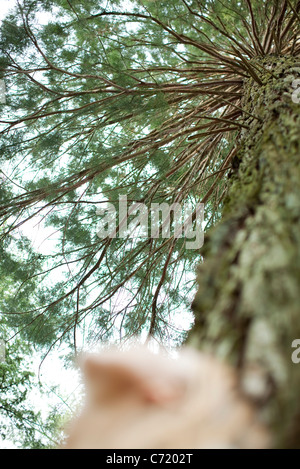 Person staring up at tree, low angle view Stock Photo