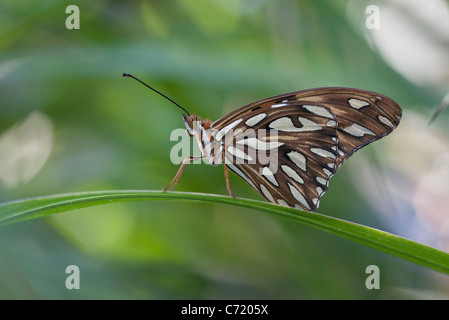 Gulf fritillary butterfly on blade of leaf Stock Photo