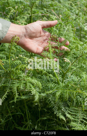 Man's hand touching fern Stock Photo
