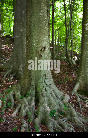 Tree trunks Stock Photo