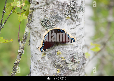 Camberwell Beauty or Mourning Cloak (Nymphalis antiopa) in summer on birch Stock Photo