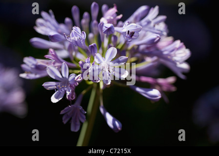 African lily (agapanthe), close-up Stock Photo