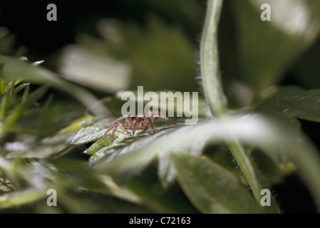 Tiny spider on leaf, close-up Stock Photo