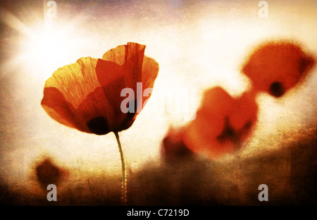Red poppy flowers meadow, grungy style photo Stock Photo