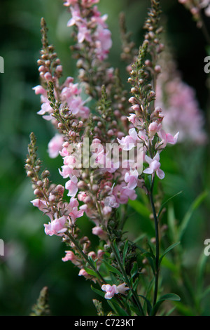 Linaria purpurea 'Canon Went' Stock Photo