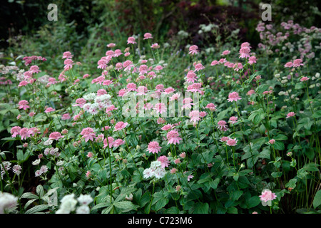 Astrantia maxima AGM Stock Photo