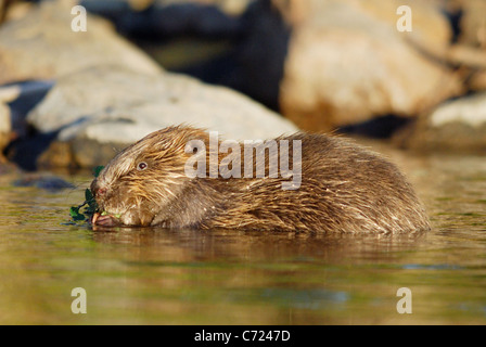 European Beaver (Castor fiber) feeding in a Swedish lake Stock Photo