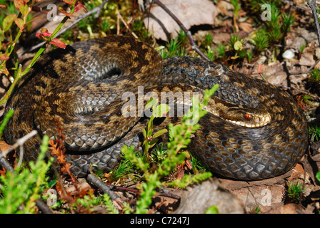 European Adder (Vipera berus) in the wilderness of central Sweden Stock Photo