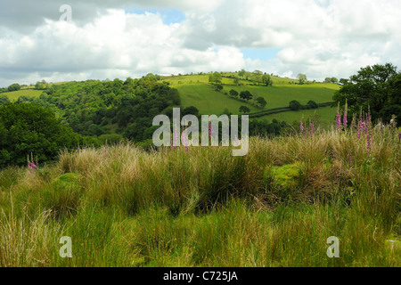 Foxgloves in Mid Wales landscape, Digitalis purpurea Stock Photo