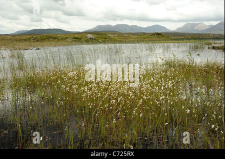 Slender Cottongrass, eriophorum gracile and the Twelve Pins Stock Photo