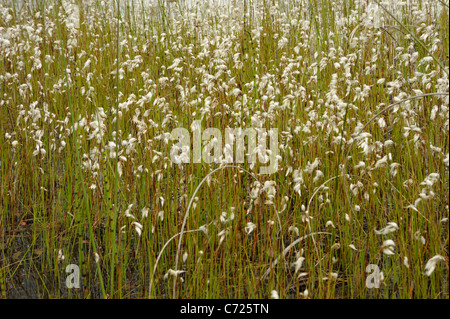 Slender Cottongrass, eriophorum gracile Stock Photo