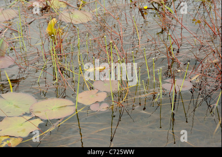 Pipewort, eriocaulon aquaticum Stock Photo