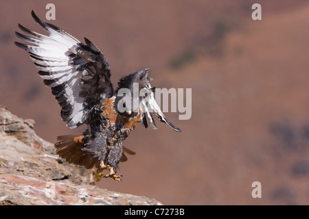 jackal buzzard in flight Stock Photo